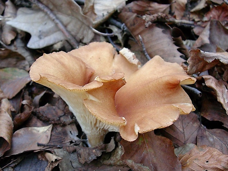 488 Novembre vecchio ritrovamento